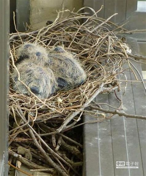 鳥築巢風水|【家中有鳥築巢】鳥築巢兆頭！家中有鳥築巢的風水好運